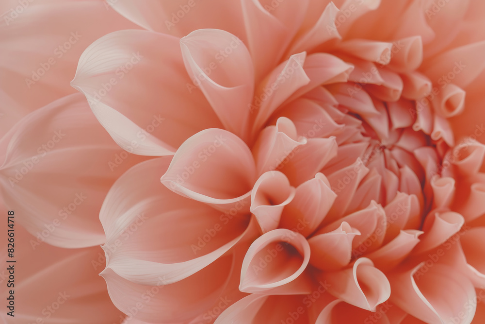 Close Up of Delicate Pink Flower with Soft Petals in Full Bloom