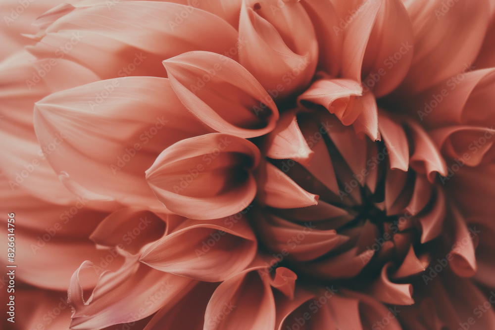 Close Up of Coral Dahlia Flower with Detailed Petals in Natural Light Close Up of Coral Dahlia Flower with Detailed Petals in Natural Light