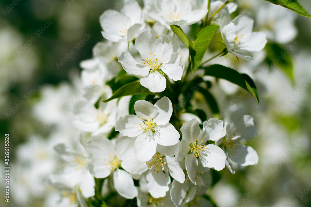 apple tree that has blossomed with white flowers in the spring apple tree that has blossomed with white flowers in the spring