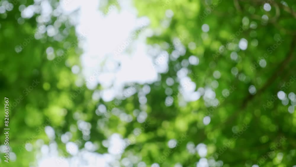 Blur Nature green background for Empty show for cutscene. Blur Nature green background for Empty show for cutscene.