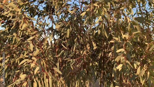 Wallpaper Mural forest in the wind Torontodigital.ca