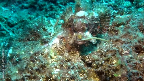 Bearded Scoprionfish photo