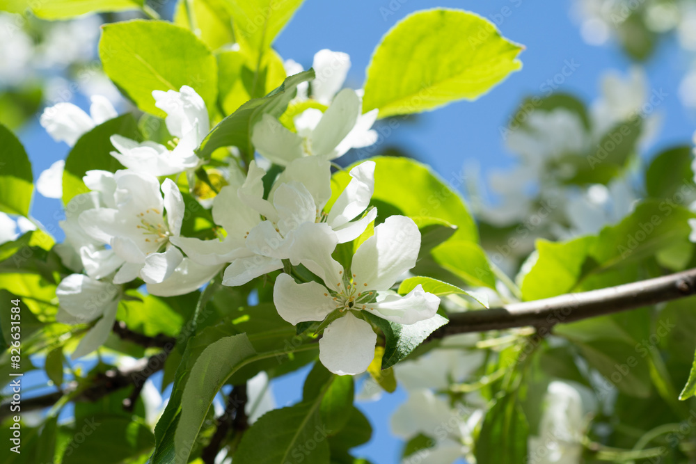 beautiful white flowers of apple tree at sunny day against blue sky. close up. natural floral seasonal background beautiful white flowers of apple tree at sunny day against blue sky. close up. natural floral seasonal background