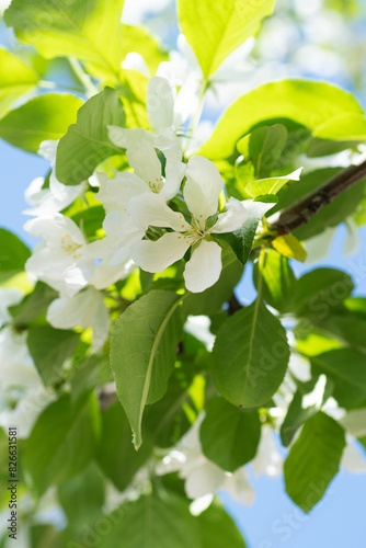 beautiful white flowers of apple tree at sunny day against blue sky. close up.natural floral seasonal background