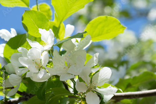 beautiful white flowers of apple tree at sunny day against blue sky. close up.natural floral seasonal background