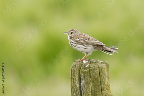 Side view of a meadow pipit, anthus pratensis, perched on a pole with green background © IJtje