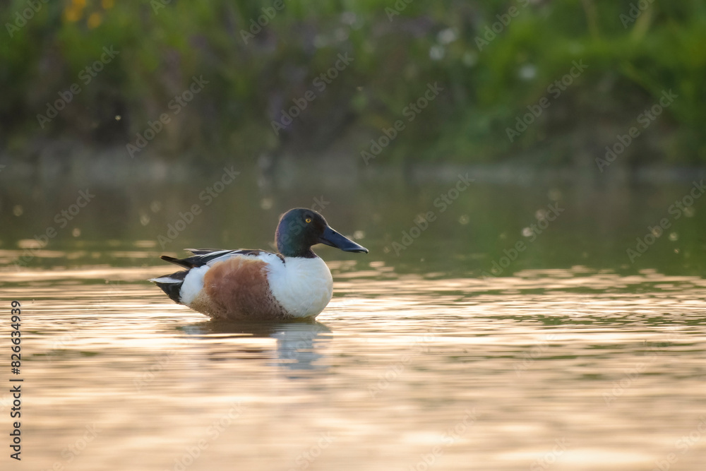 Northern shoveler, clypeata spatula, in shallow water , pond, in late evening light Northern shoveler, clypeata spatula, in shallow water , pond, in late evening light