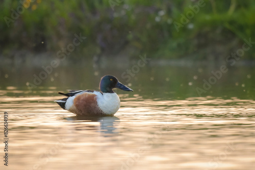 Northern shoveler, clypeata spatula, in shallow water , pond, in late evening light © IJtje