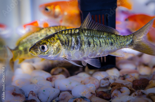 Small aquarium fish photo