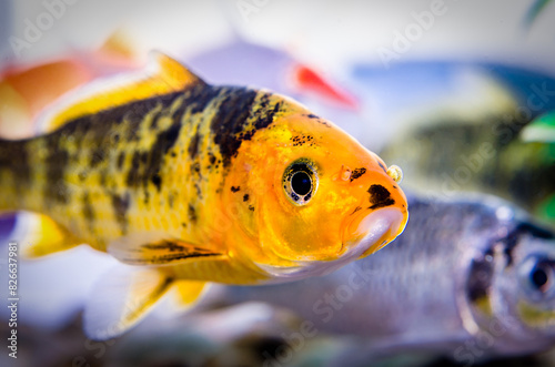 Small aquarium fish photo