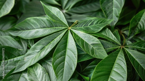Fresh cassava leaves also known as Manihot esculenta in Latin photo
