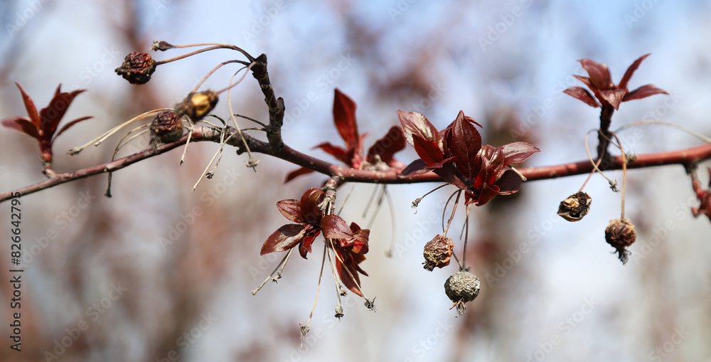 Old withered berries and fresh spring leaves on a tree branch as a natural background. Concept of a life cycle Old withered berries and fresh spring leaves on a tree branch as a natural background. Concept of a life cycle