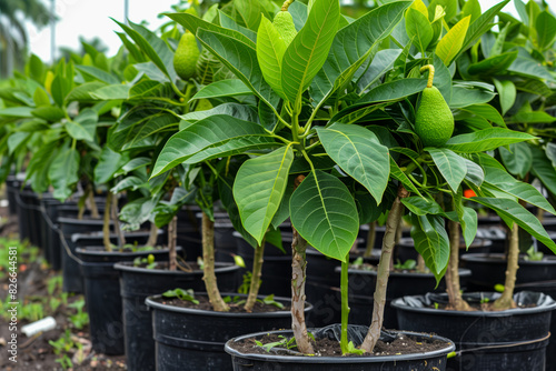 Avocado plant in pot on soil
