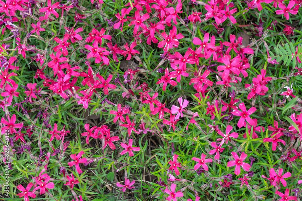 Red phlox subulate flowers of family polemoniaceae in garden. Blooming creeping moss for landscape design. Bright perennial herbaceous plant covering ground. Growing red colors of nature carpet.