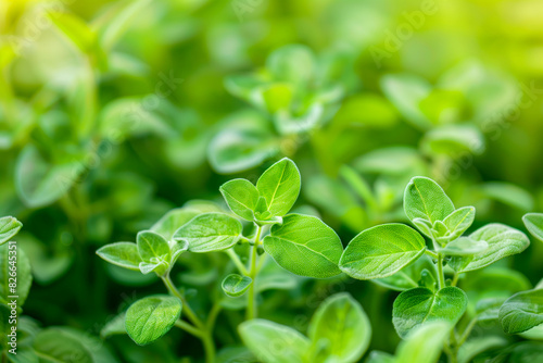 Close-up of green leafy oregano photo