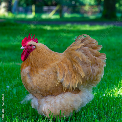 Side view of a orpington chicken walking in the field.  photo