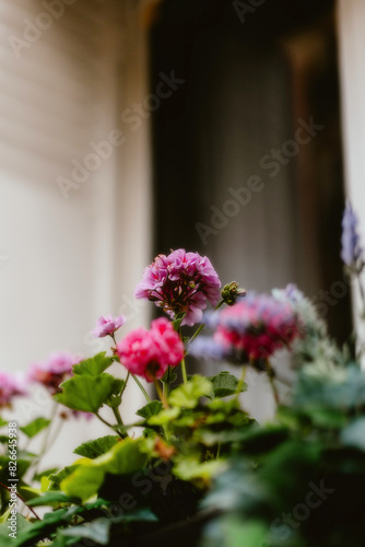 flowers in a window © Alin