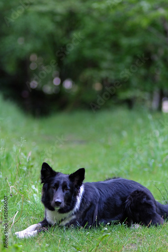 dog in the wood