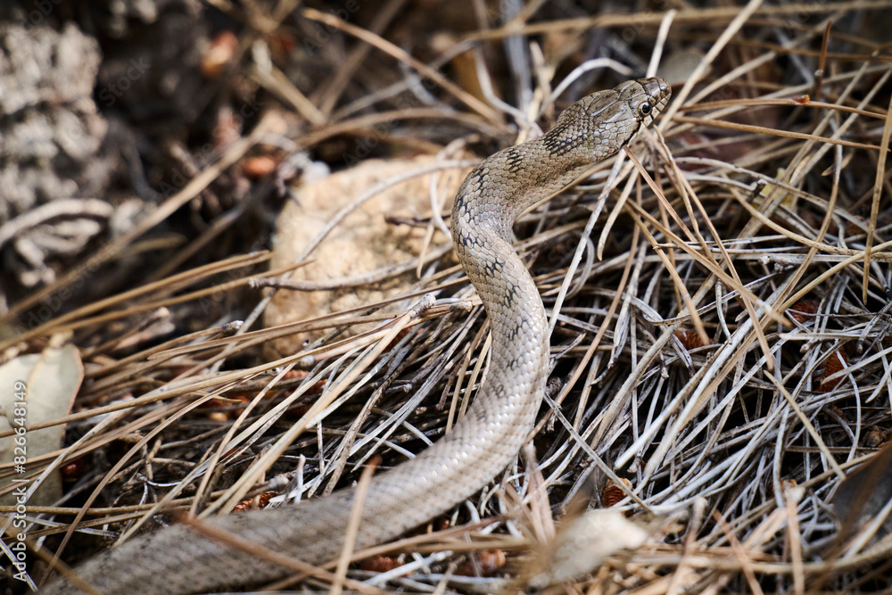 Ladder snake camouflaged among dry grasses in natural habitat Ladder snake camouflaged among dry grasses in natural habitat
