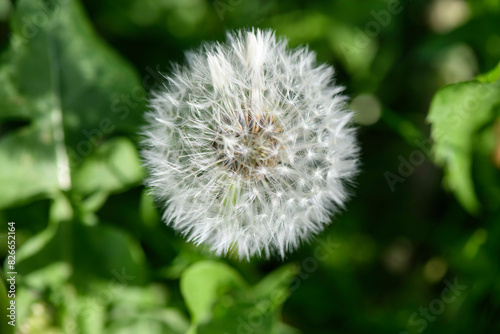 Taraxacum officinale