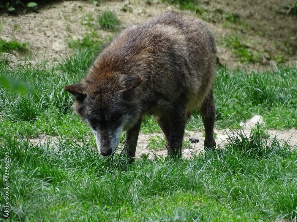 Wolf, Wölfe im Wald auf Futtersuche Wolf, Wölfe im Wald auf Futtersuche