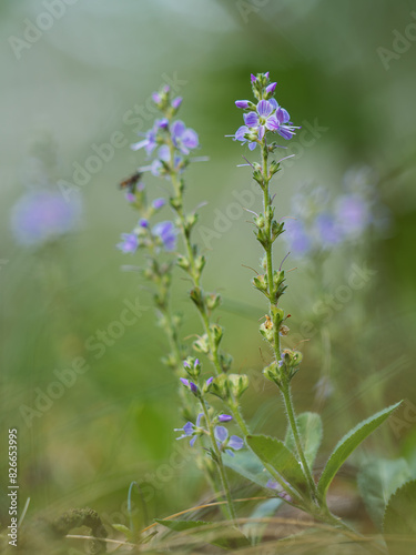 Nahaufnahme von blau bl  henden Pflanzen des Echten Ehrenpreises  Veronica officinalis .