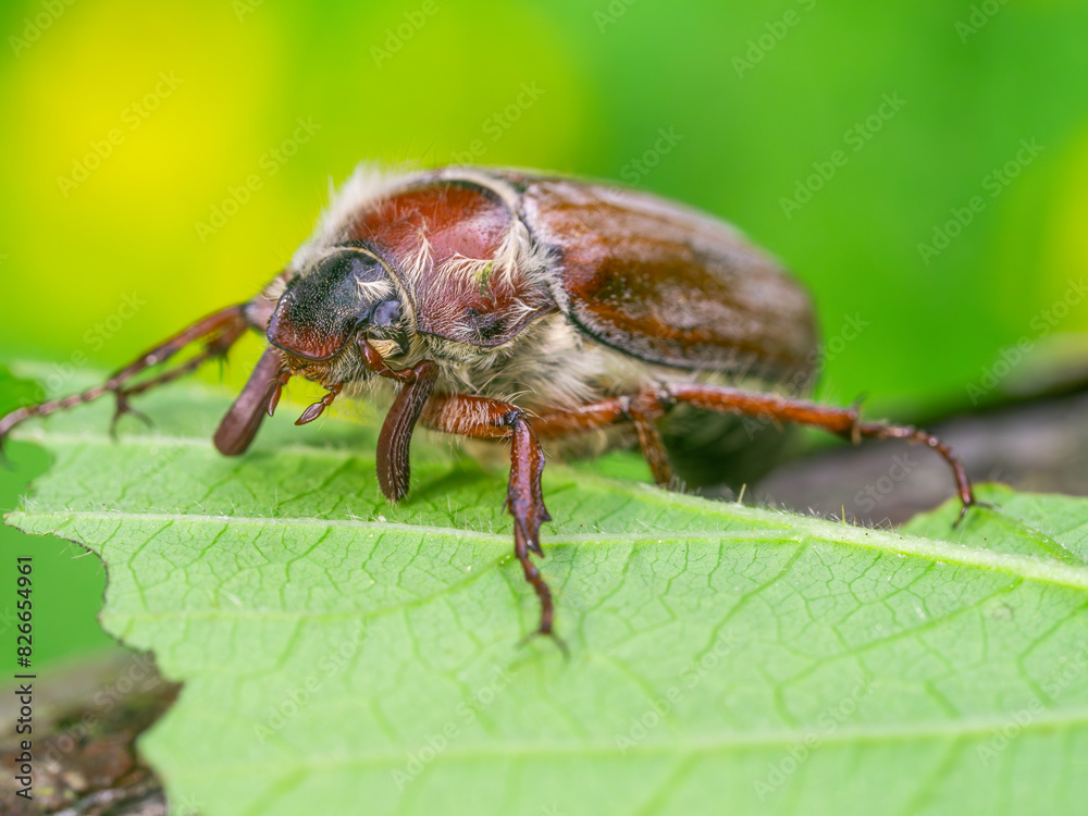 Naklejka premium Detaillierte Nahaufnahme eines Maikäfers (Melolontha) auf einem grünen Blatt.
