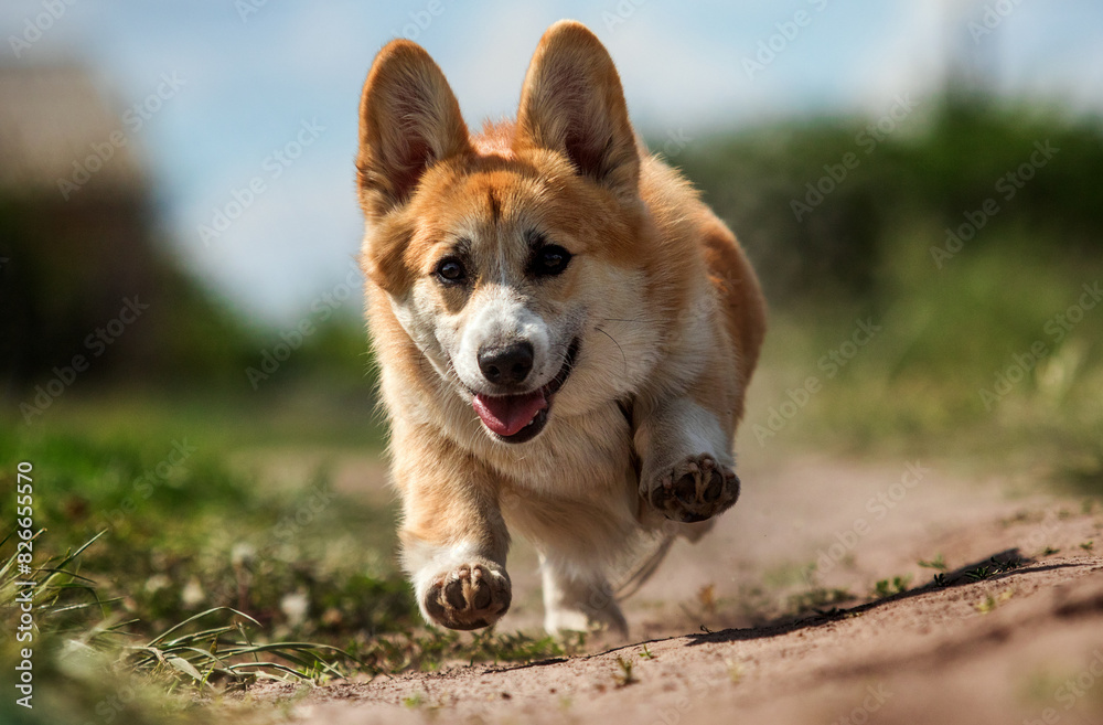 corgi dog running fast outdoors
