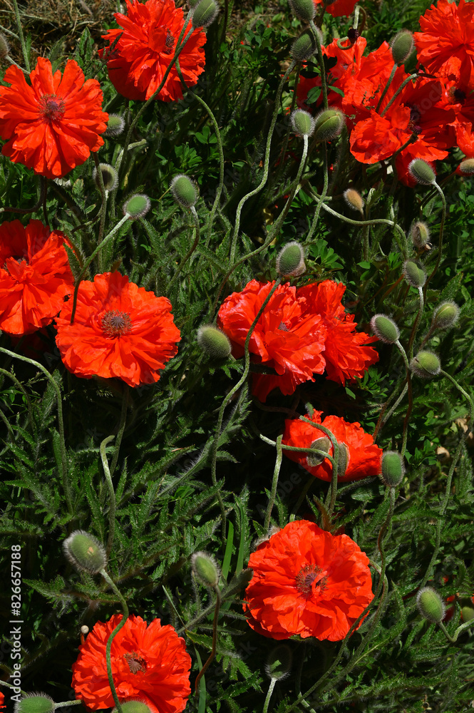 bright summer background red flowers poppies and green foliage bright summer background red flowers poppies and green foliage