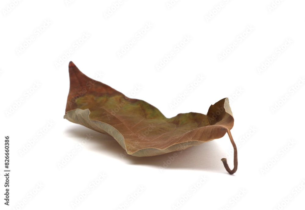 Fototapeta premium Dry autumn Leaf podium on white background. Minimal still life; .
