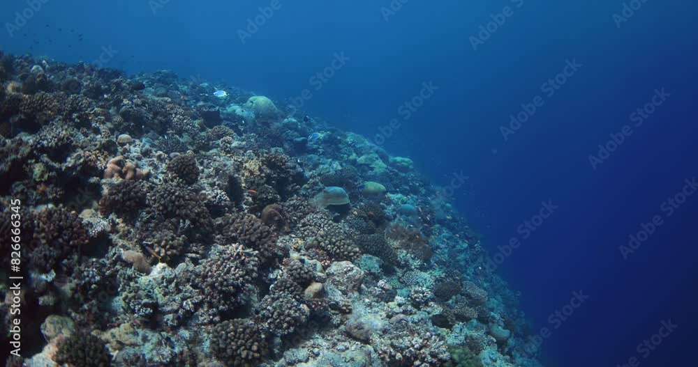 Blue ocean with coral reef. Underwater slow motion view in tropical sea Blue ocean with coral reef. Underwater slow motion view in tropical sea