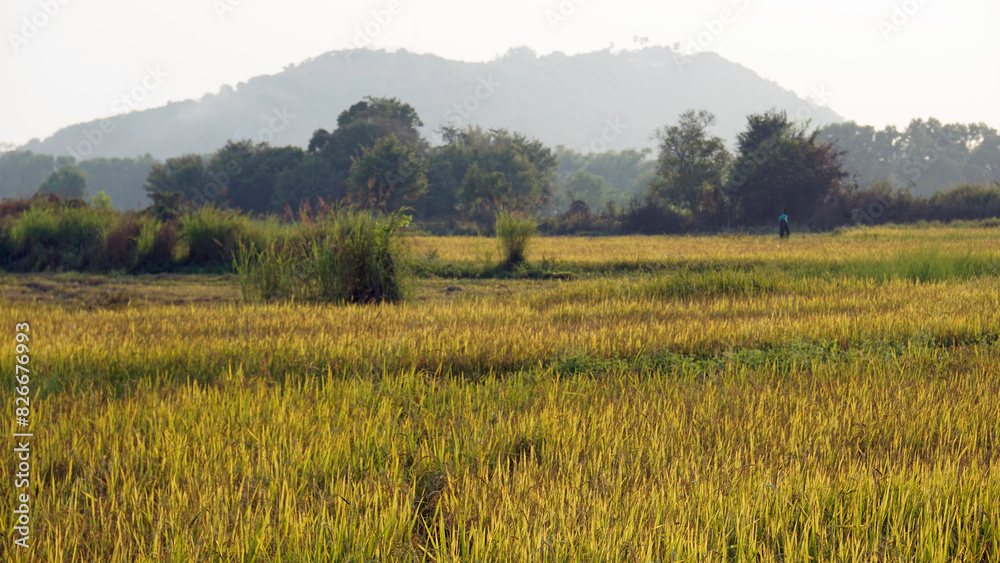 Obraz premium rice filed in siem reap