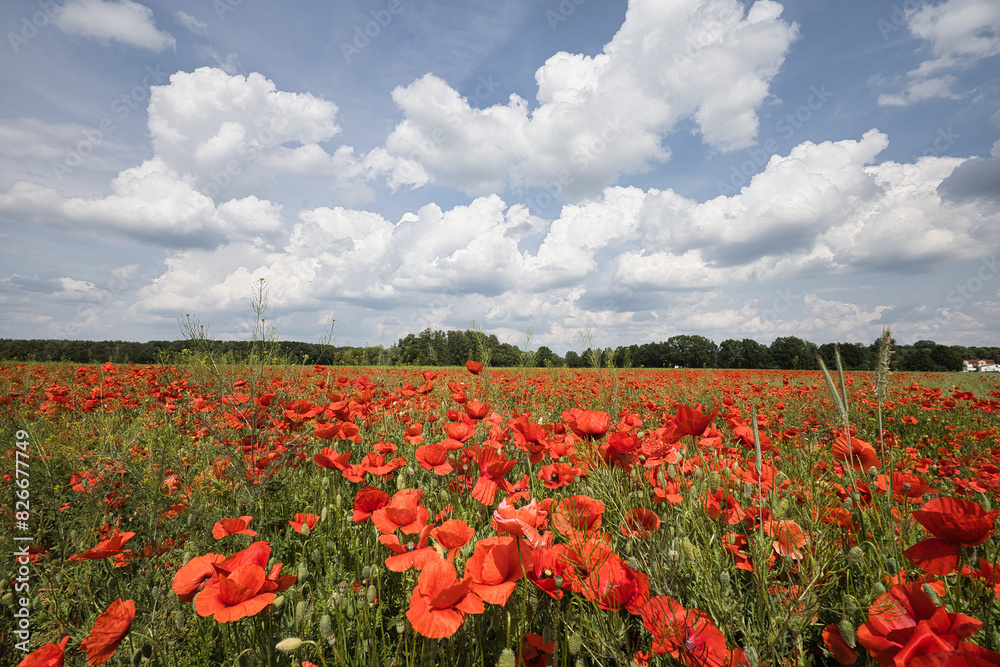 Mohn - Ecology - Beautiful summer day. Red poppy field. - Flowers Red poppies blossom on wild field. - Sunrise - Sunset - High quality photo Mohn - Ecology - Beautiful summer day. Red poppy field. - Flowers Red poppies blossom on wild field. - Sunrise - Sunset - High quality photo