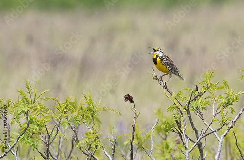 eastern meadowlark sings as it sits on a branch on a spring day photo