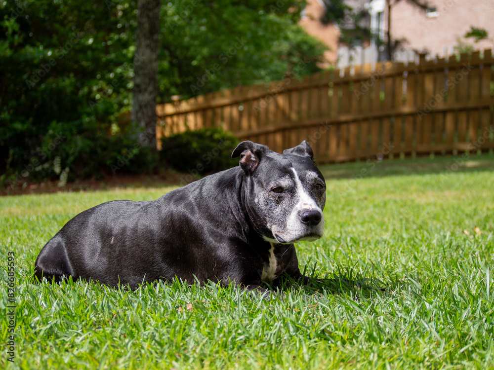 pitbull enjoying sun in the yard, looks at camera pitbull enjoying sun in the yard, looks at camera