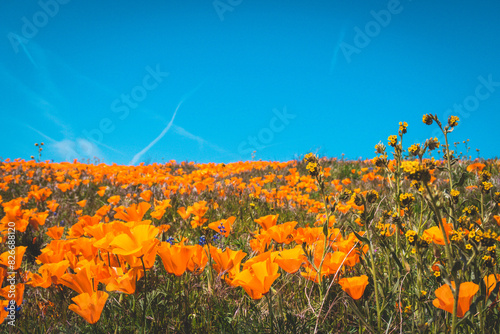 Field of vibrant orange poppies in bloom on the hill, blue sky
