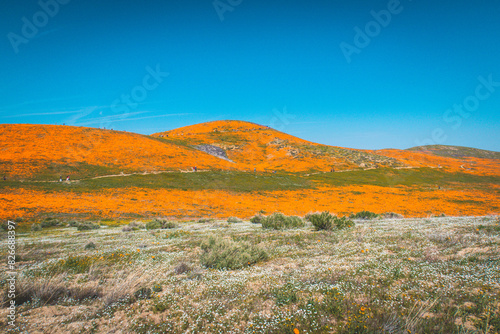 Wide angle field of vibrant orange poppies in bloom on the hills, blue sky