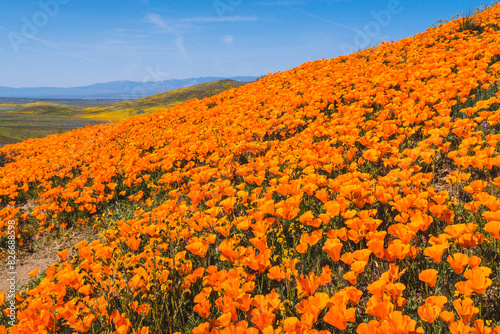 Field of vibrant orange poppies in bloom on the hill, blue sky, mountains in the distance