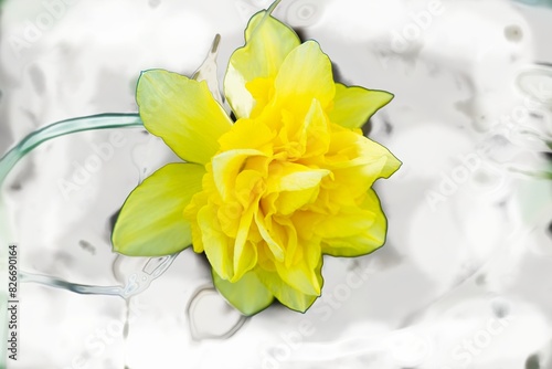 Yellow double daffodil on an abstract white and gray background.                               