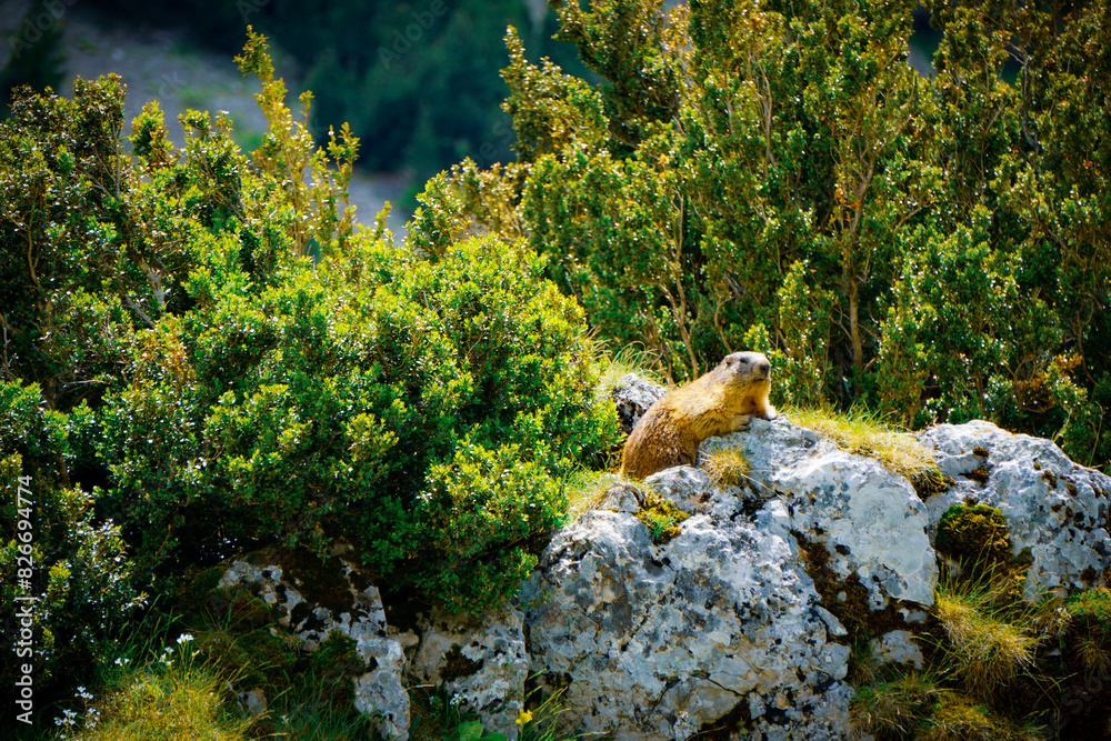 Alpine marmot (Marmota marmota) in Ordesa, Pyrenees Alpine marmot (Marmota marmota) in Ordesa, Pyrenees