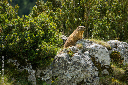 Alpine marmot (Marmota marmota) in Ordesa, Pyrenees