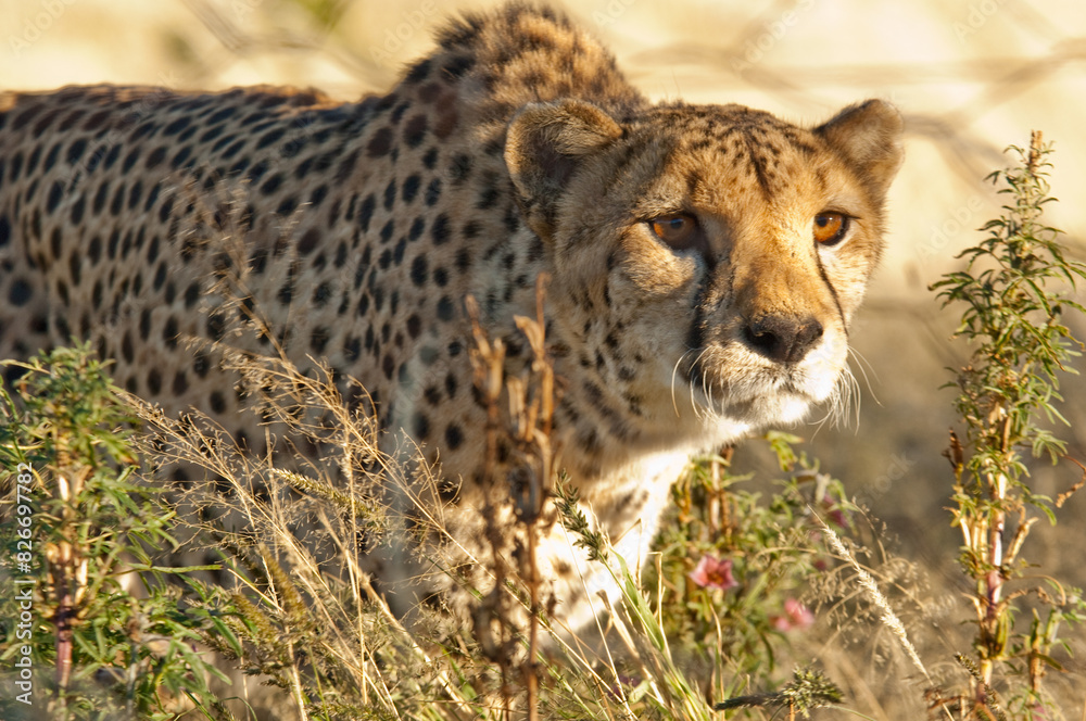 Africa, Namibia, 