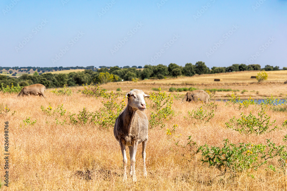Obraz premium Rural Serenity: Recently Sheared Merino Sheep Posing by the Pond.