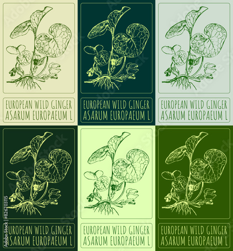 Set of vector drawing EUROPEAN WILD GINGER in various colors. Hand drawn illustration. The Latin name is ASARUM EUROPAEUM L. photo