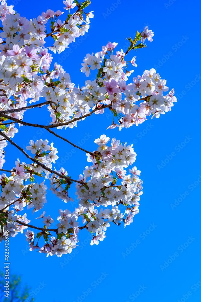 White and pink flowers of the sakura (wild cherry) tree against the blue sky in the garden, Ukraine White and pink flowers of the sakura (wild cherry) tree against the blue sky in the garden, Ukraine