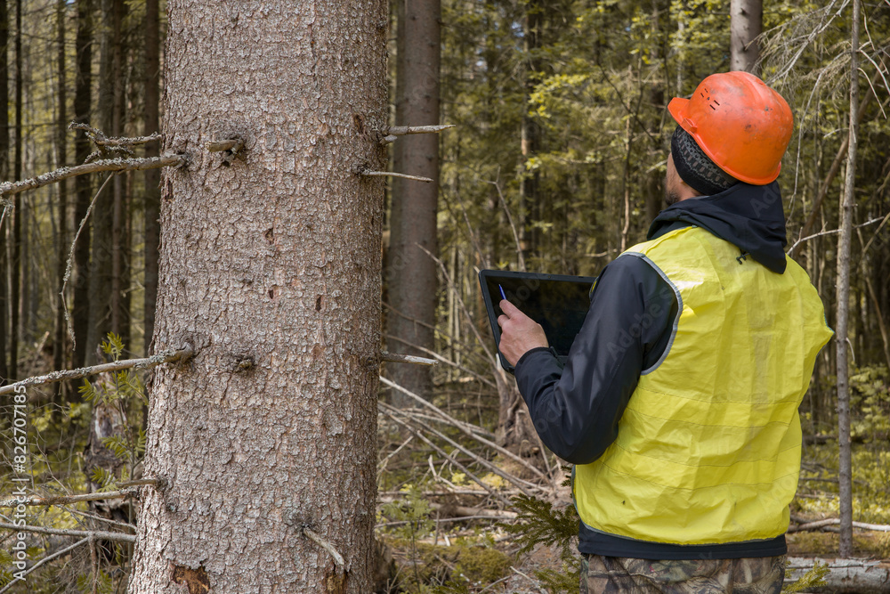 Forest engineer works in the forest with a computer. Forestry engineer. Forest engineer works in the forest with a computer. Forestry engineer.