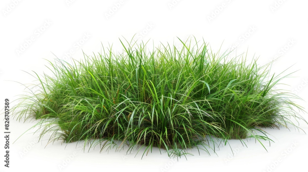 Bush of blooming ornamental grass isolated on white background Bush of blooming ornamental grass isolated on white background