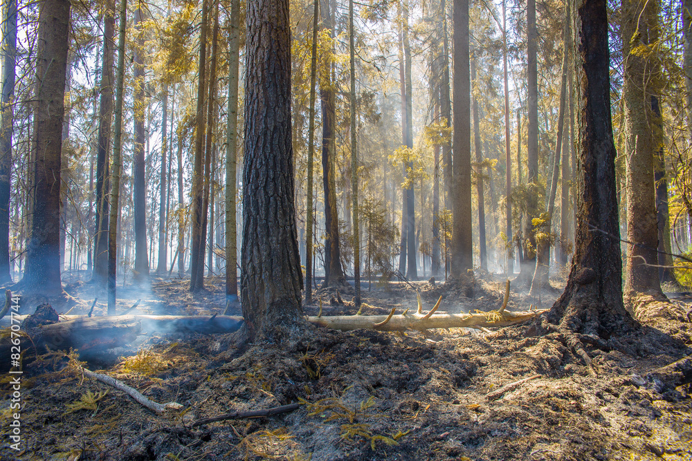 Spruce forest after a forest fire. Burnt tree trunks, faint smoke. Spruce forest after a forest fire. Burnt tree trunks, faint smoke.