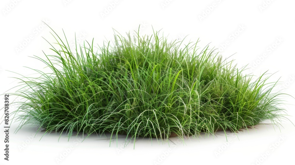 Bush of blooming ornamental grass isolated on white background Bush of blooming ornamental grass isolated on white background