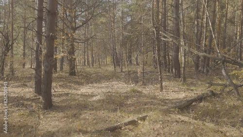 Wallpaper Mural trees in the woods Torontodigital.ca